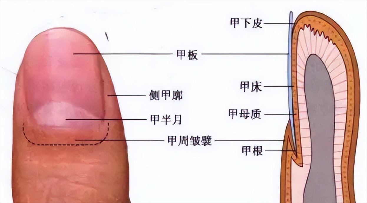 (指甲根有白色半月痕) - 渡人渡己民间故事