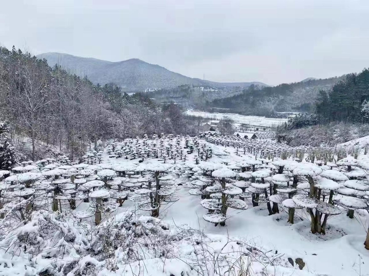 過年不忘忙產(chǎn)業(yè)！京山市龍泉山村發(fā)展“一村一品”踏上鄉(xiāng)村振興路