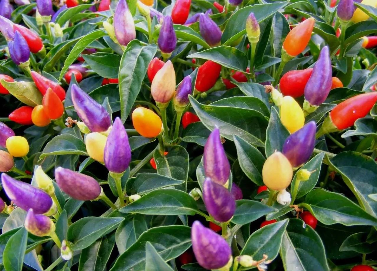 五彩辣椒长成"树",色彩斑斓真好看,一棵能结上百个,随便吃