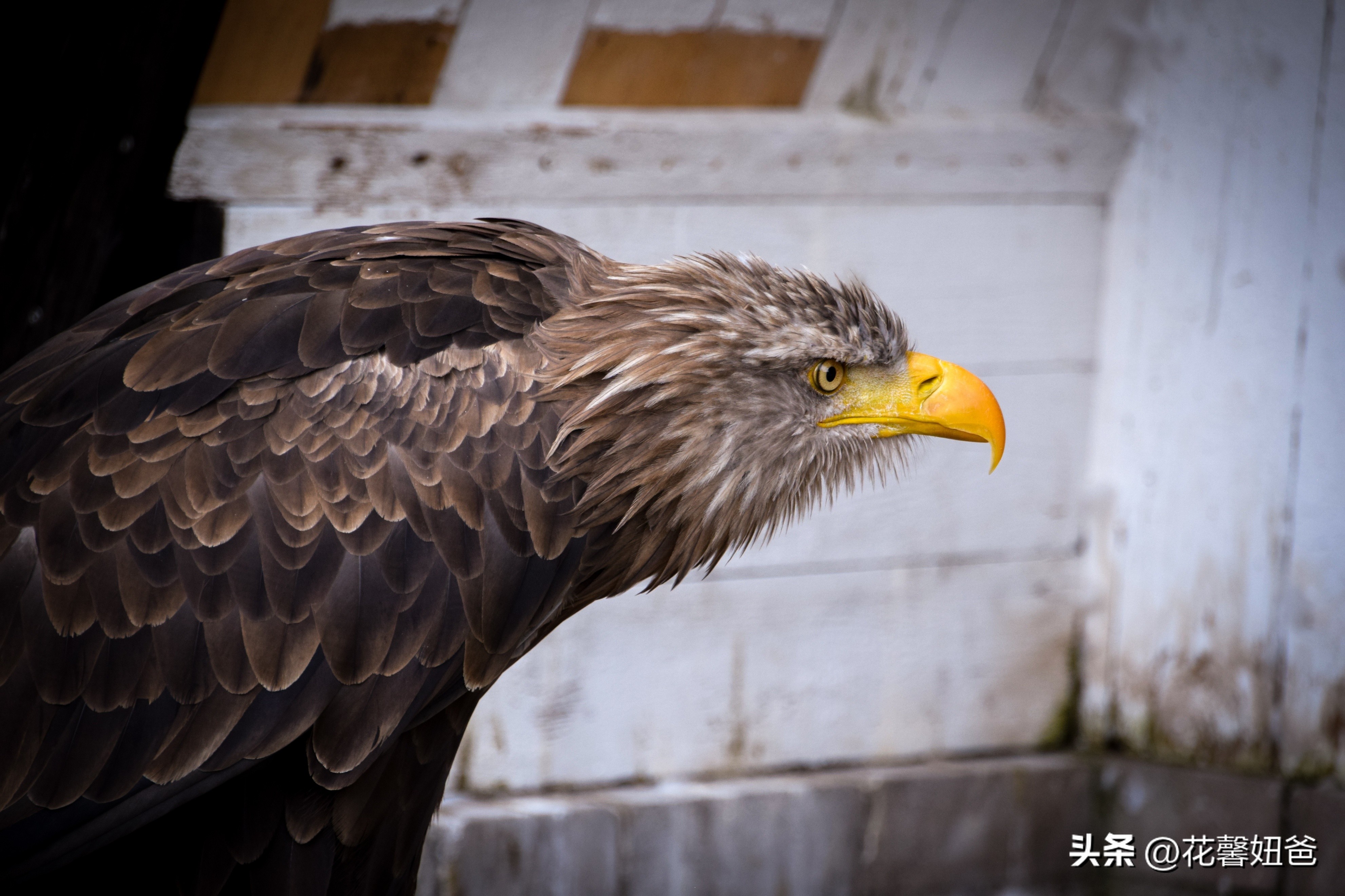 德国队寄语日耳曼雄鹰助跑起飞