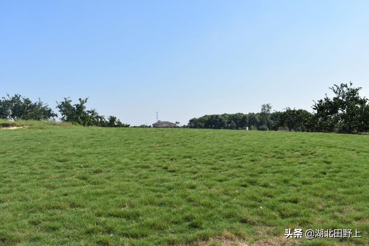 見(jiàn)證一個(gè)柑橘產(chǎn)業(yè)大村——鴉鵲嶺鎮(zhèn)云臺(tái)村回訪小記
