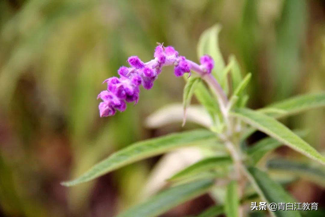 春日限定① | 青白江学校美景大合集，快来pick你的最爱！