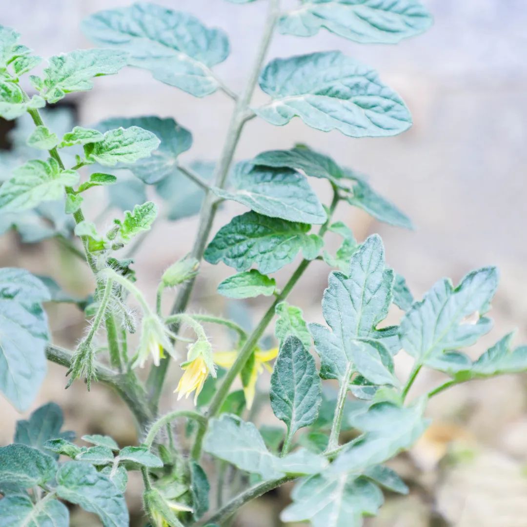 「责任教育 劳动课程」成都市双流区黄甲小学开发特色劳动种植课程