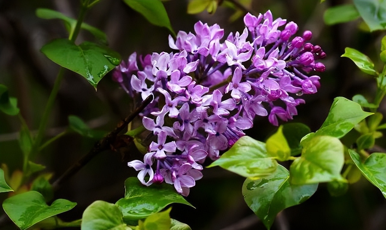 最香的十种盆栽花有哪些（十种香味扑鼻的鲜花推荐）