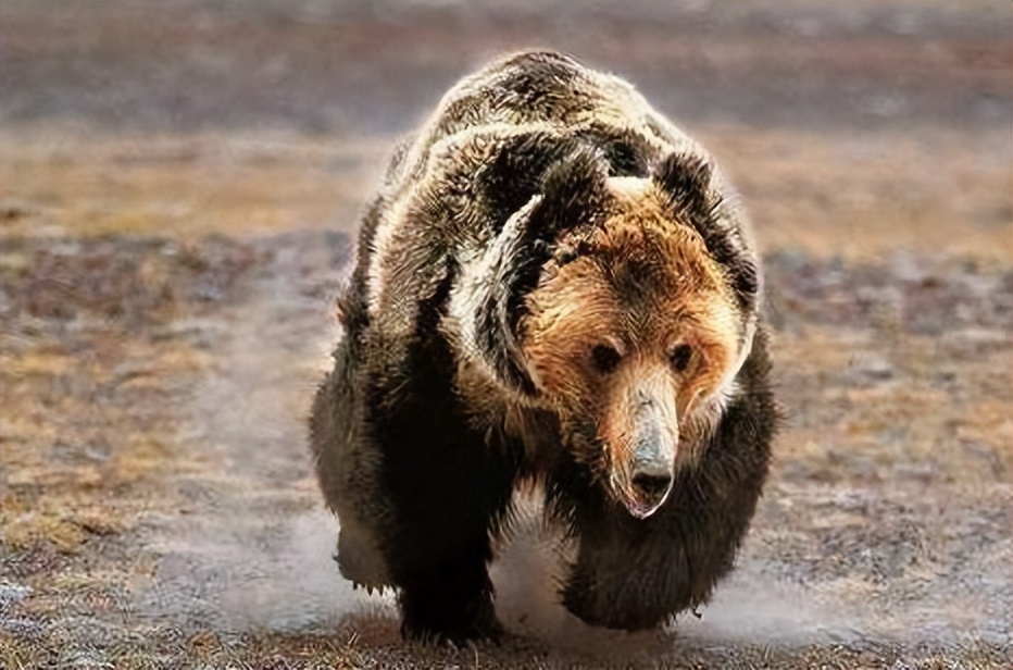 黑龙江男子挖野菜被熊攻击，遇熊时，快速离开还是“原地装死”？