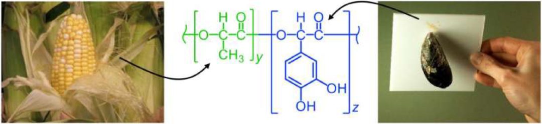 隐藏的革命！贝类化学与聚合物相结合，创造出可生物降解胶粘剂