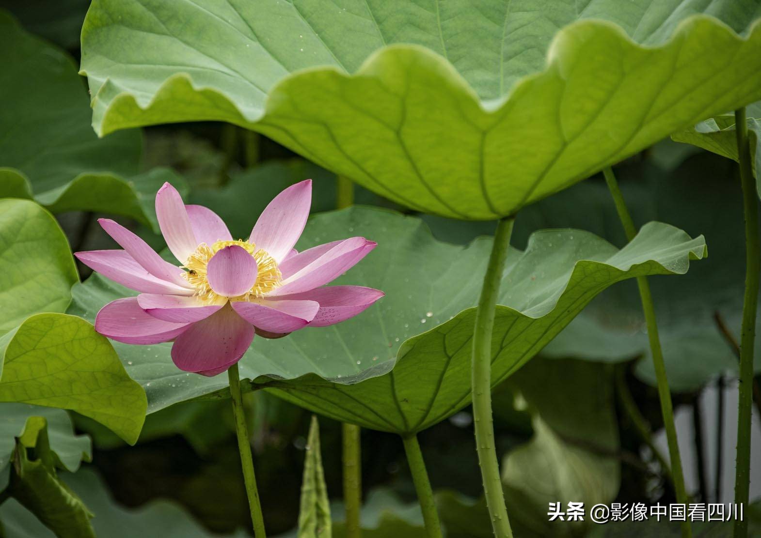 仁寿方家：映日荷花别样红