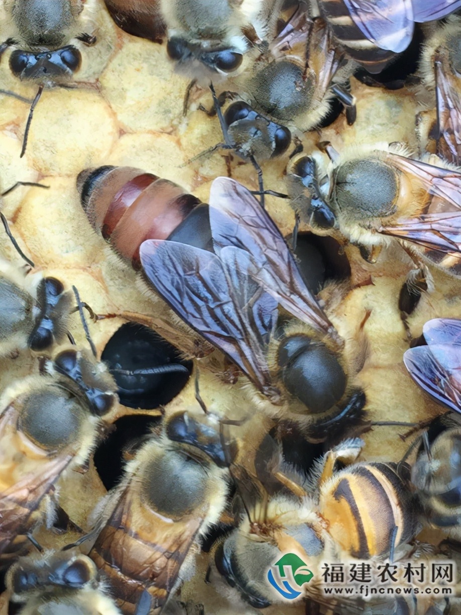 互联网+智能养蜂 开启无限“蜂”景