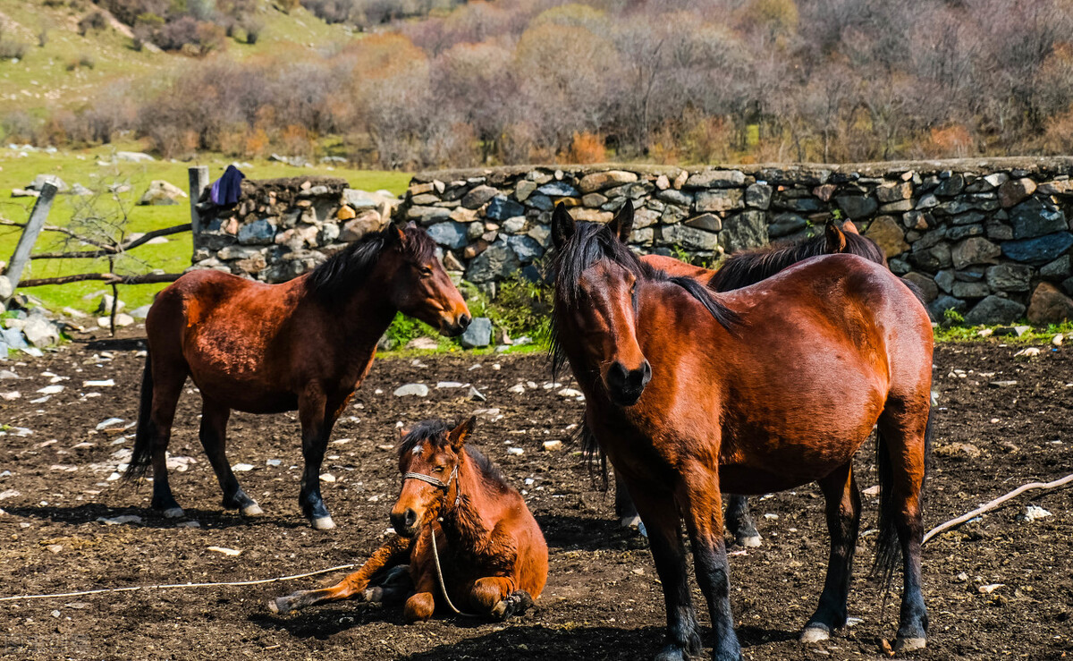 纵死犹闻侠骨香：王维七绝《少年行四首》
