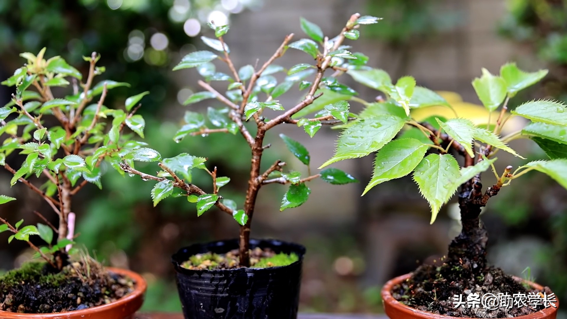 樱桃种子怎么种植方法（樱桃种子怎么种植方法图片）-第2张图片-昕阳网