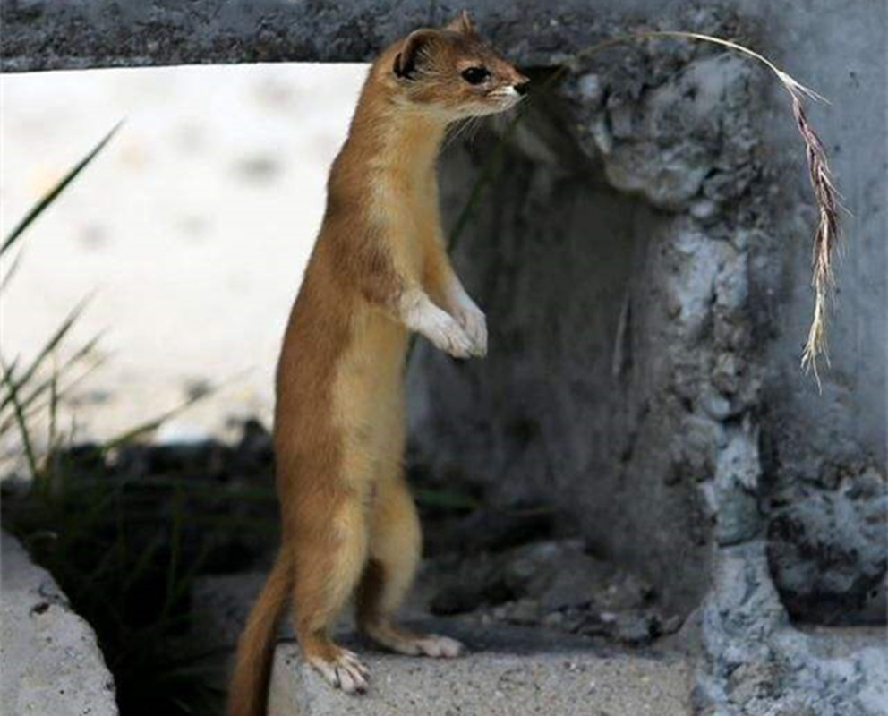 黄鼠狼是保护动物吗