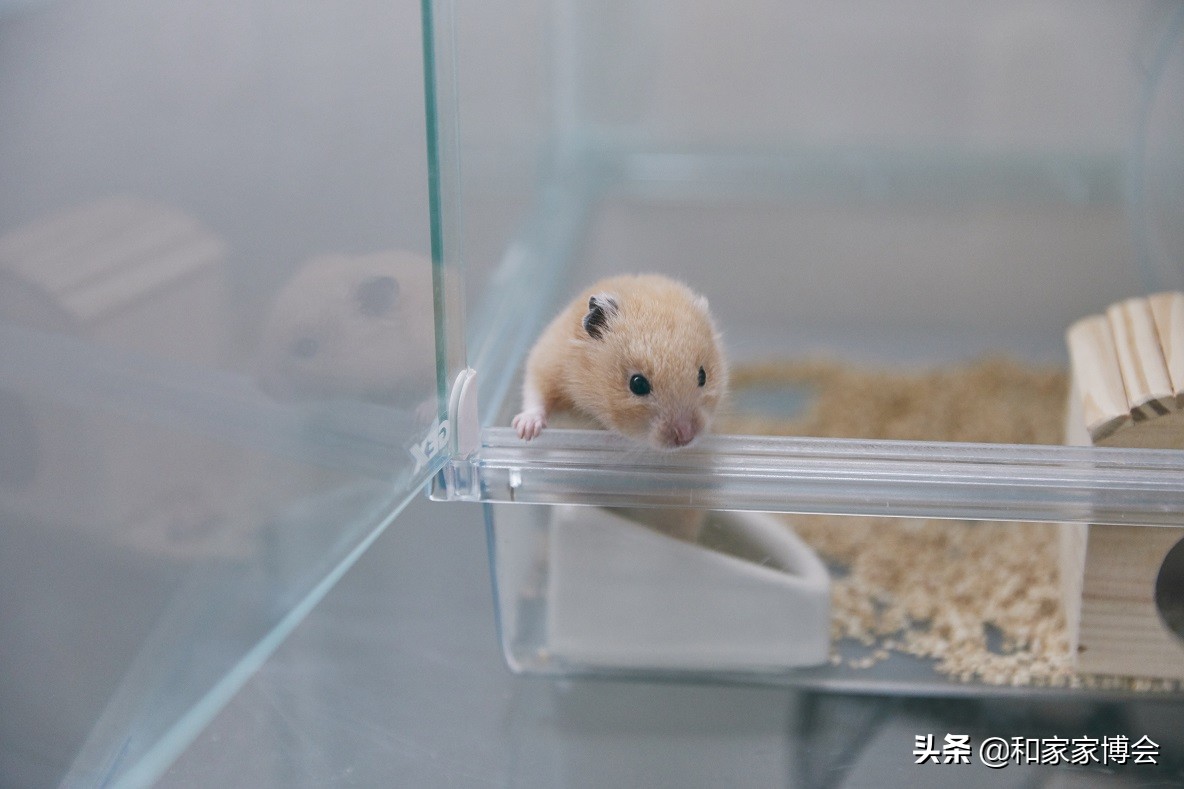 新婚夫妇的50㎡出租房改造 打造温馨小屋