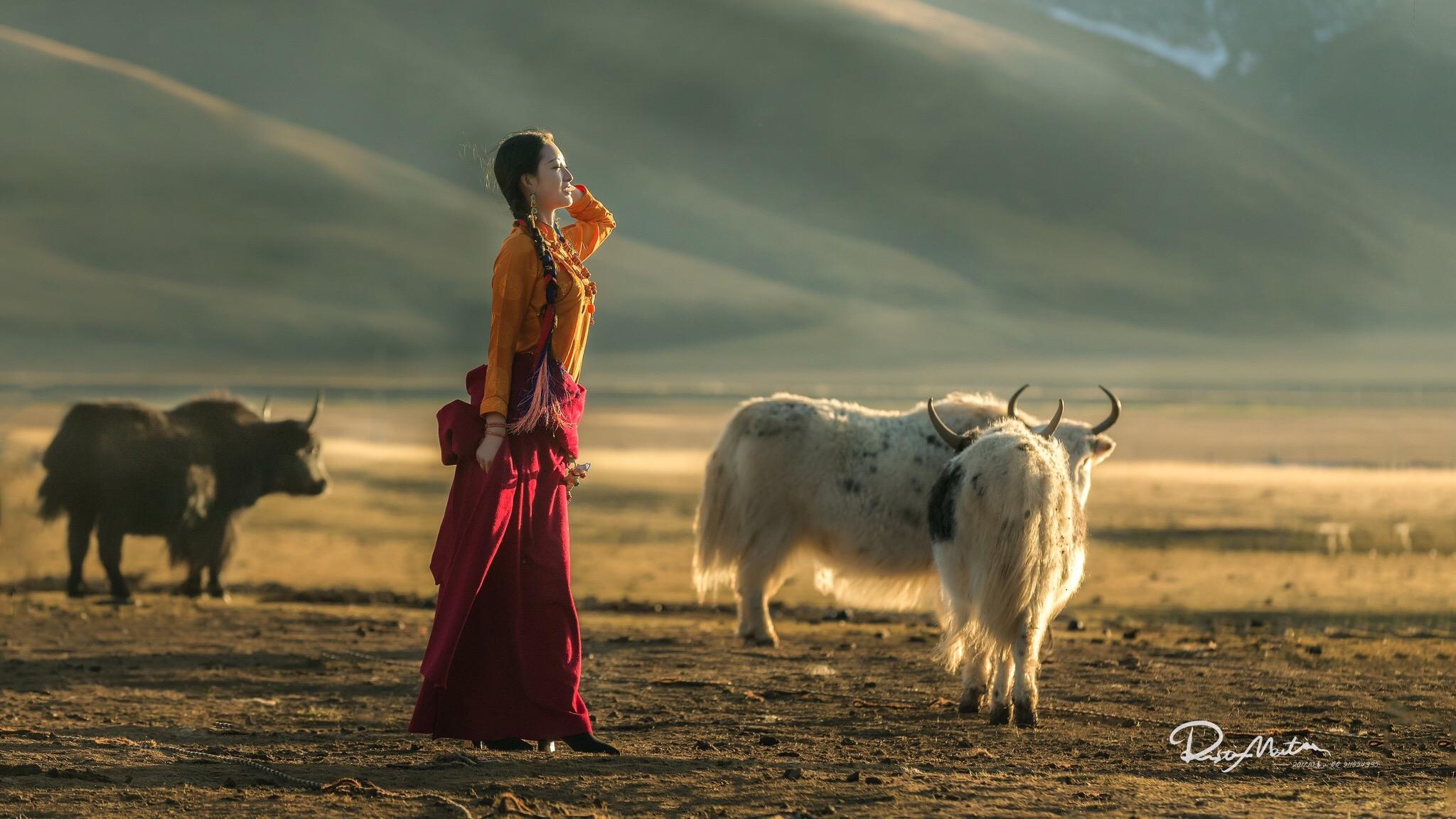 为什么到西藏旅游不能随便进入"白顶帐篷"?当地牧民告诉你答案