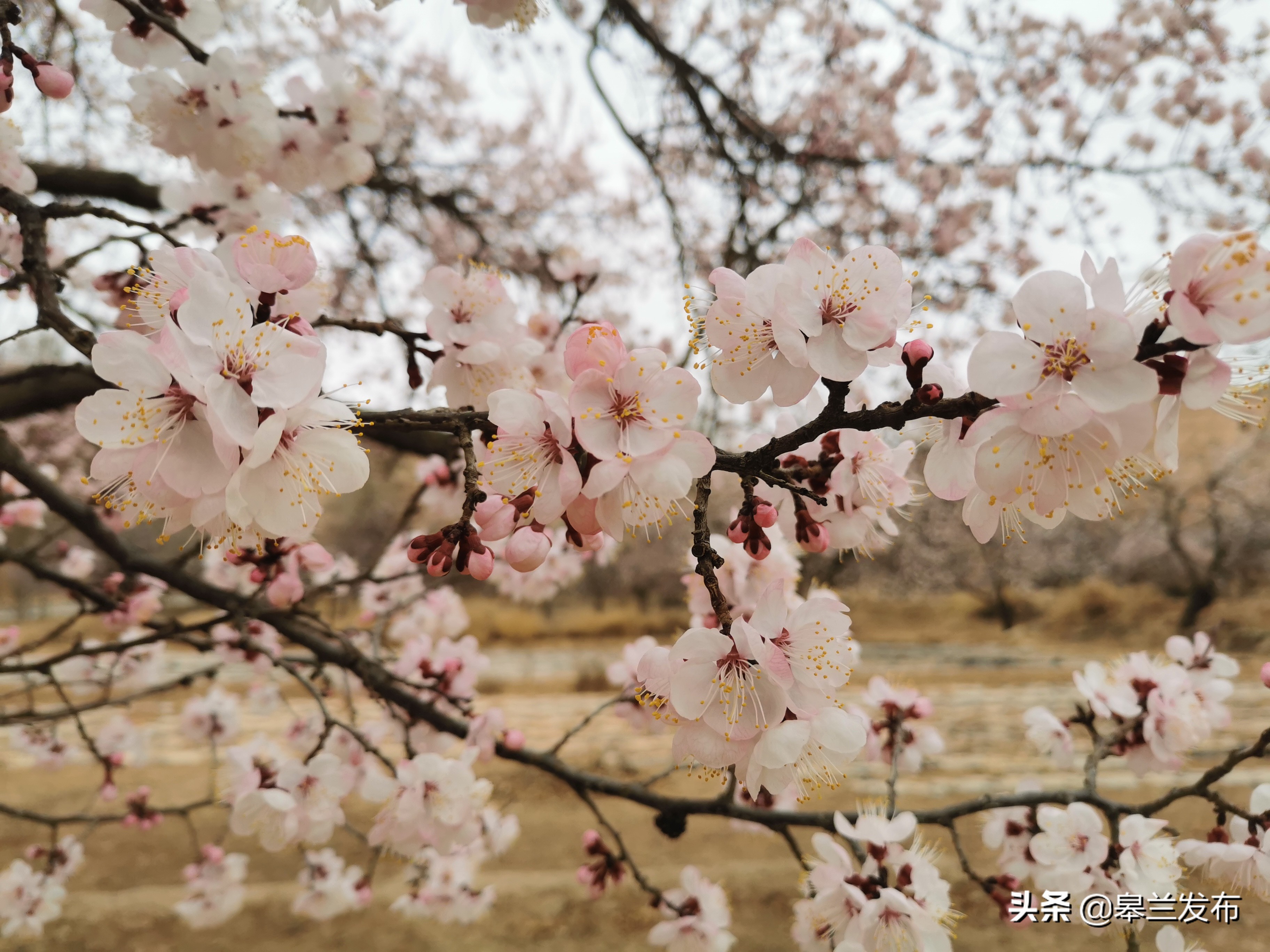 皋兰九合300亩杏花竞相绽放扮靓美丽乡村