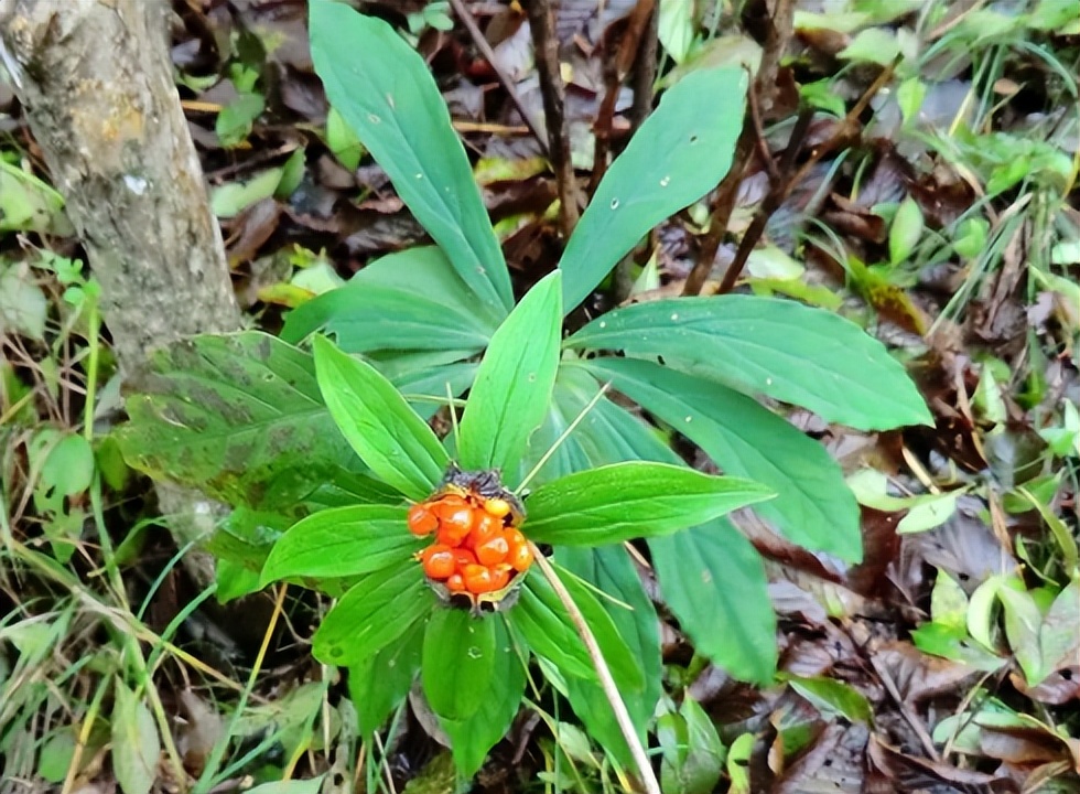 常见的花名字及图片(毒蛇克星的七叶一枝花) - 赤虎壹号