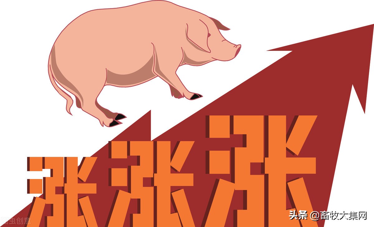 31日行情日评：今日猪价大面积上涨，6月料迎开门红