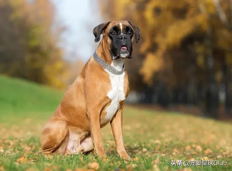 百科 | 德国拳师犬,喜欢撒娇的晚熟猛犬