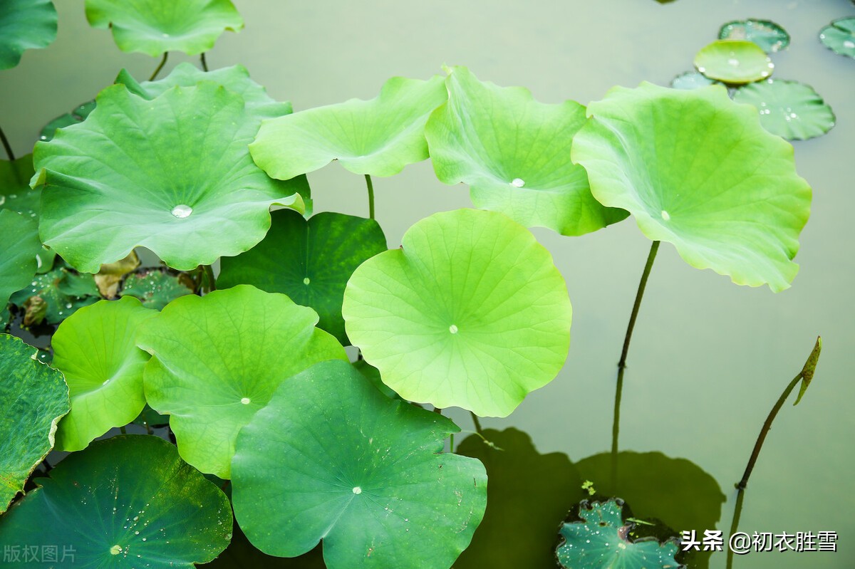 整张荷叶去哪里买(清新荷叶美诗六首：夏生荷叶中)