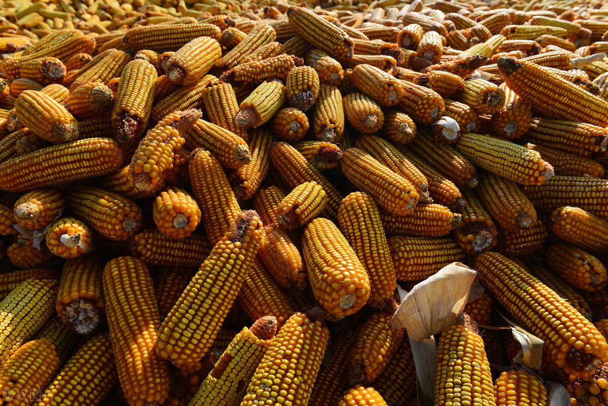 佳木斯地区今日玉米多少钱一斤「佳木斯今日新增疫情」