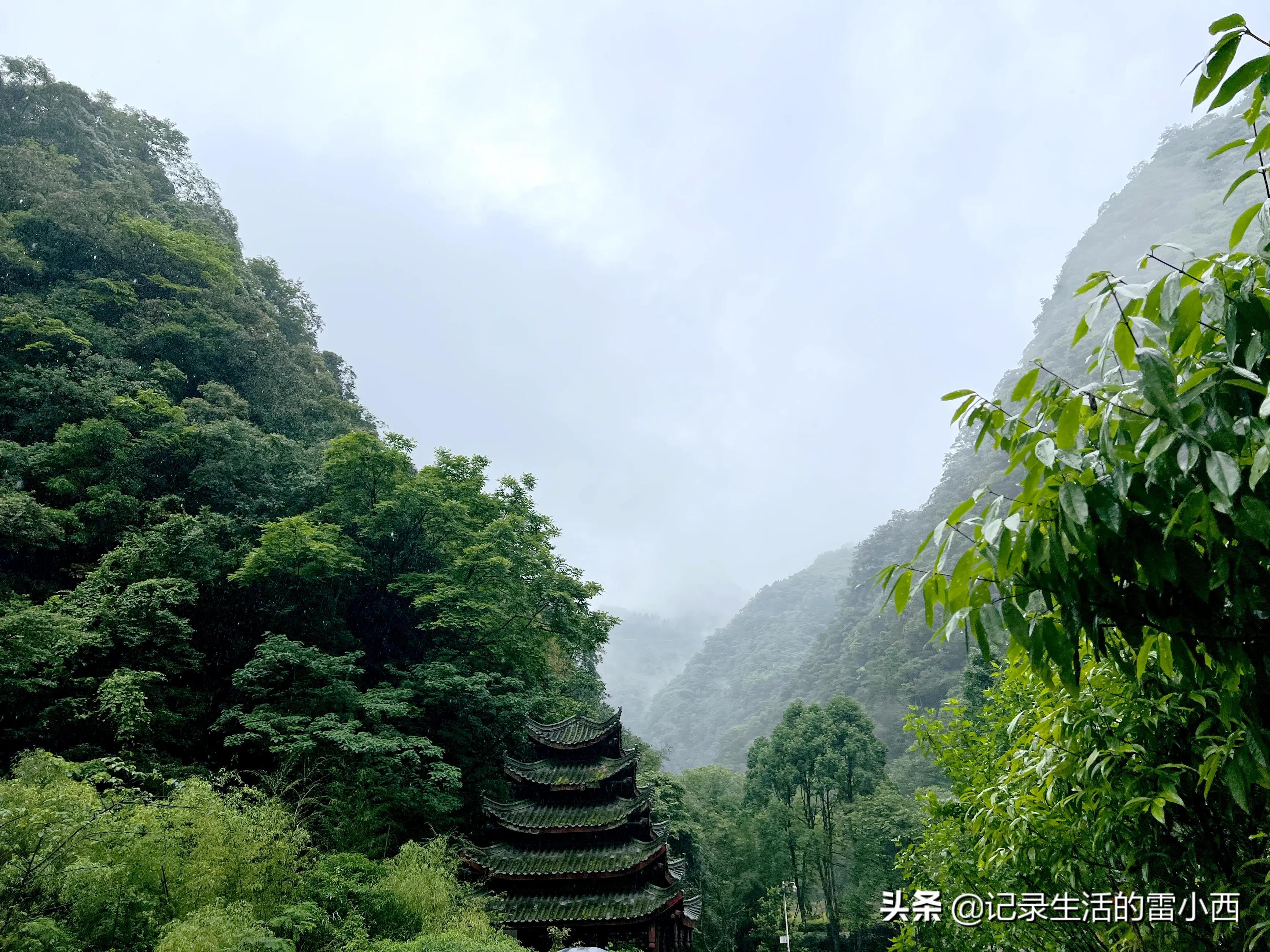 6月9日 冒雨免费游玩重庆黑山谷 要去的人一定要看这个攻略 成都新闻