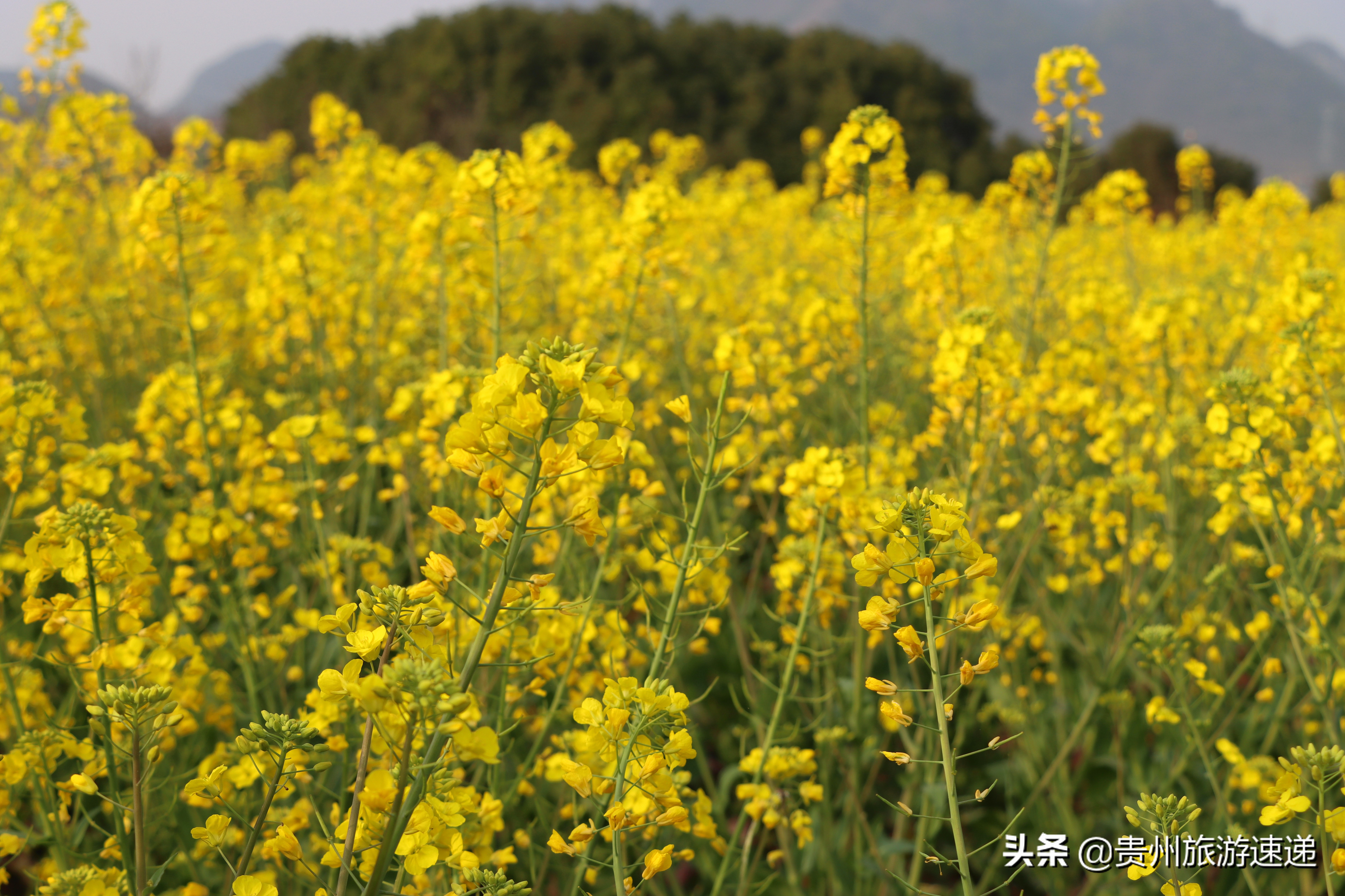 十里河滩｜邂逅美好春天，美好与您不期而遇