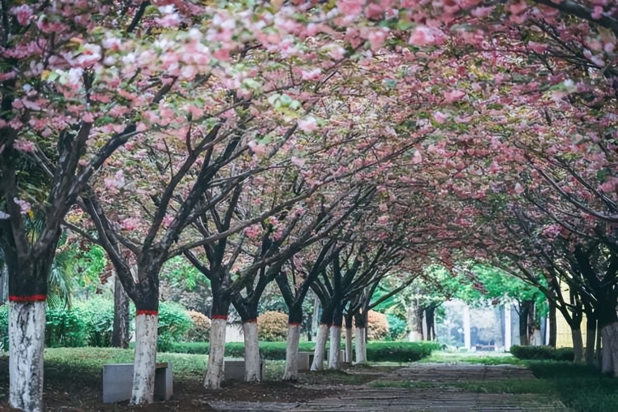 专业一流，拥有全球前1%学科！西北大学这一学院，实力超群