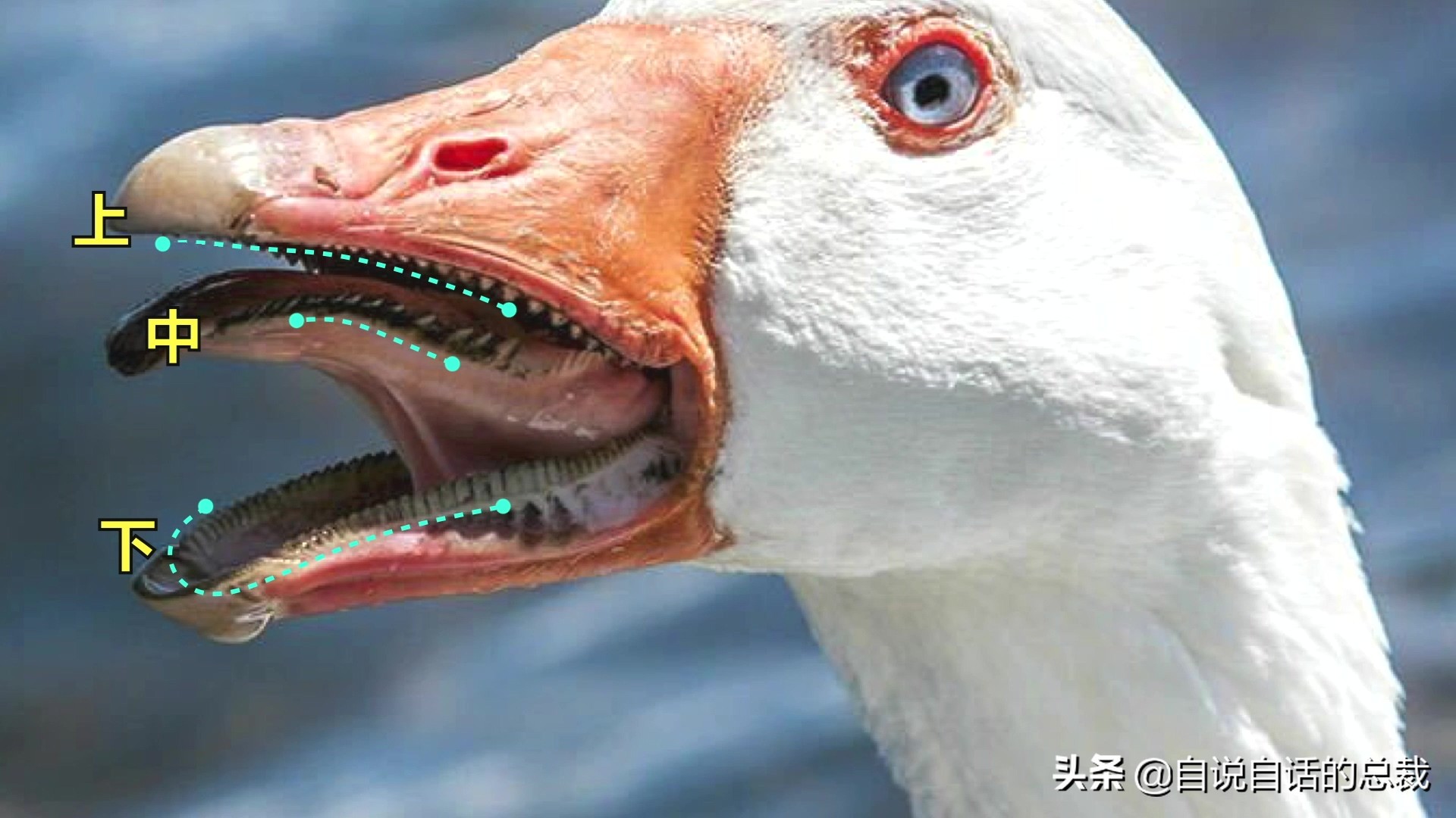 为什么动物都怕鹅？有鹅的地方没有蛇？大鹅的真实面貌超出你想象