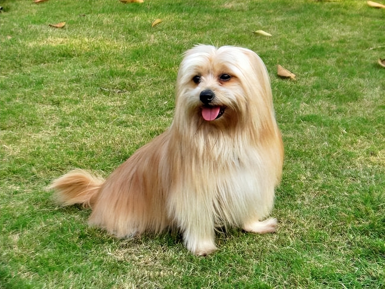 为何越来越多人养"西藏狮子狗"?网友:养了就不想换狗了