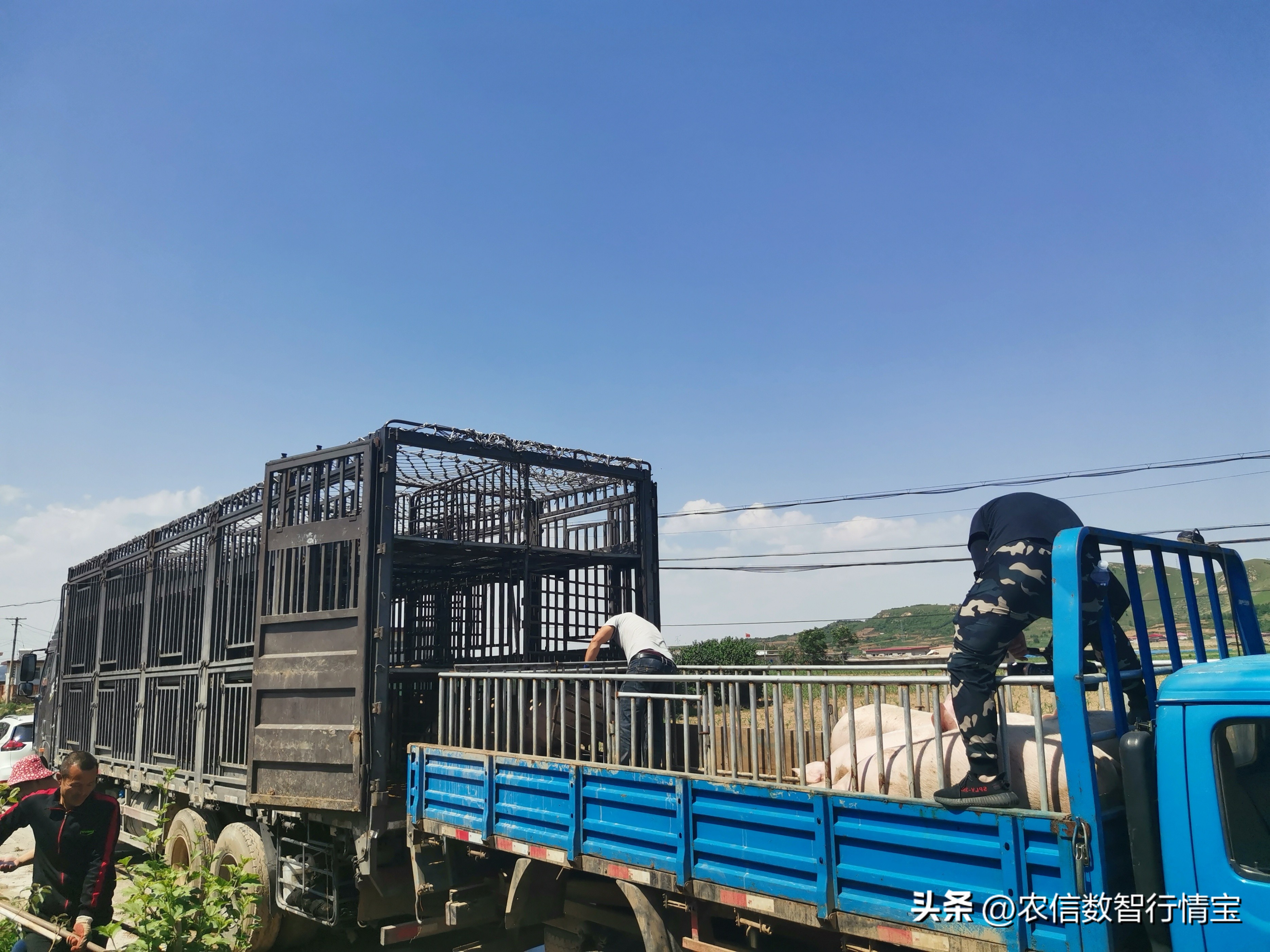 今日猪价行情｜第三批中央储备肉将至，猪价如何变化？