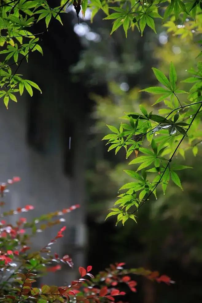 凭栏听雨唯美图片图片