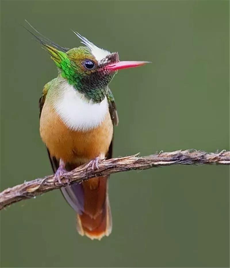 100多种怪鸟,千奇百怪,你见过几种?