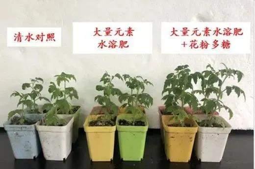 花粉多糖肥好用吗？怎么用？一文说清楚