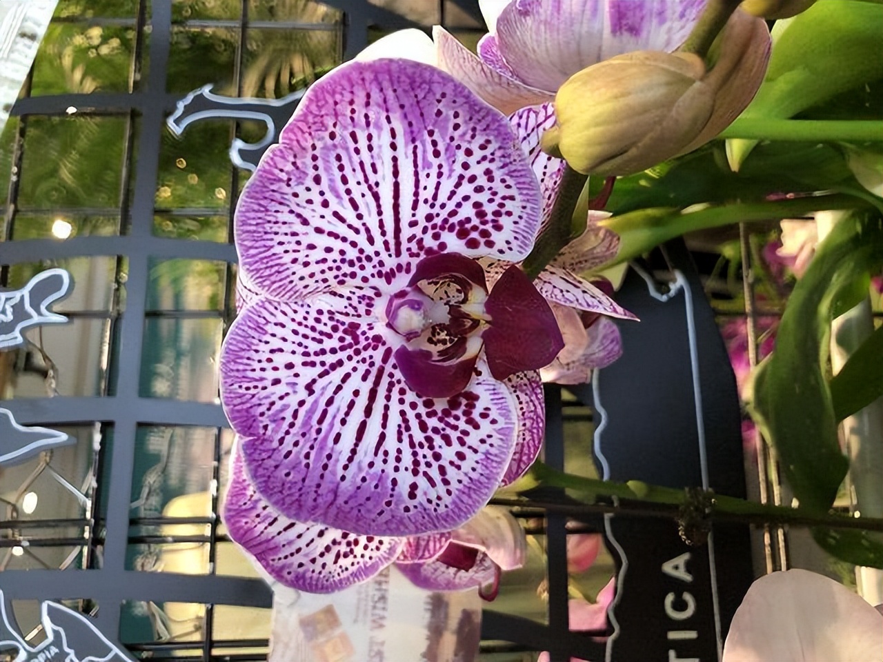 被称为名贵的品种(5种"贵族花",花中"奢侈品",一盆值上千元,家里有矿