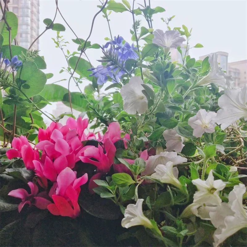 阳台花园，在这个面积不大的地方造梦，美了岁月，醉了时光