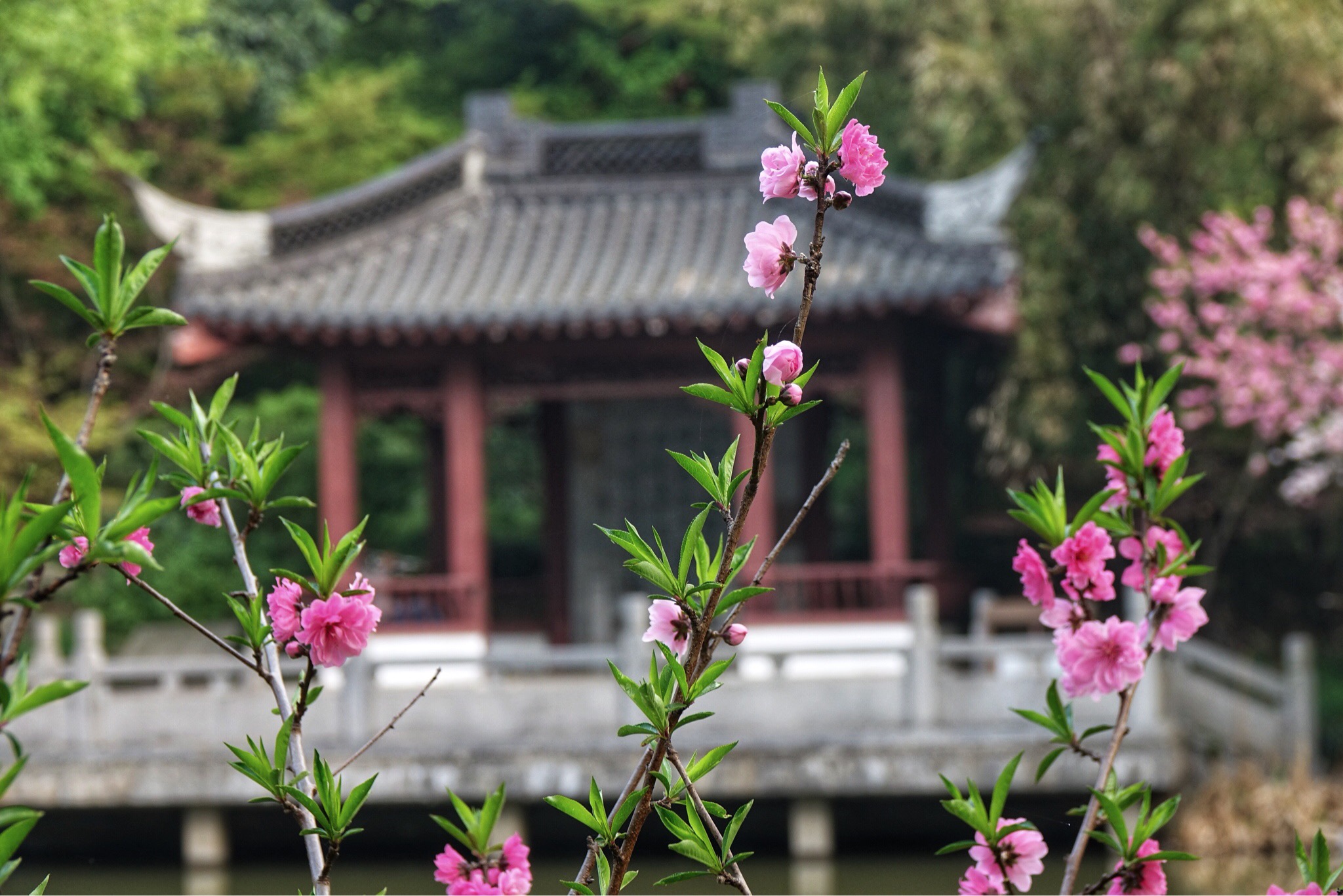 古诗词中最美的10朵花，《山园小梅》仅排第二，谁独占榜首？