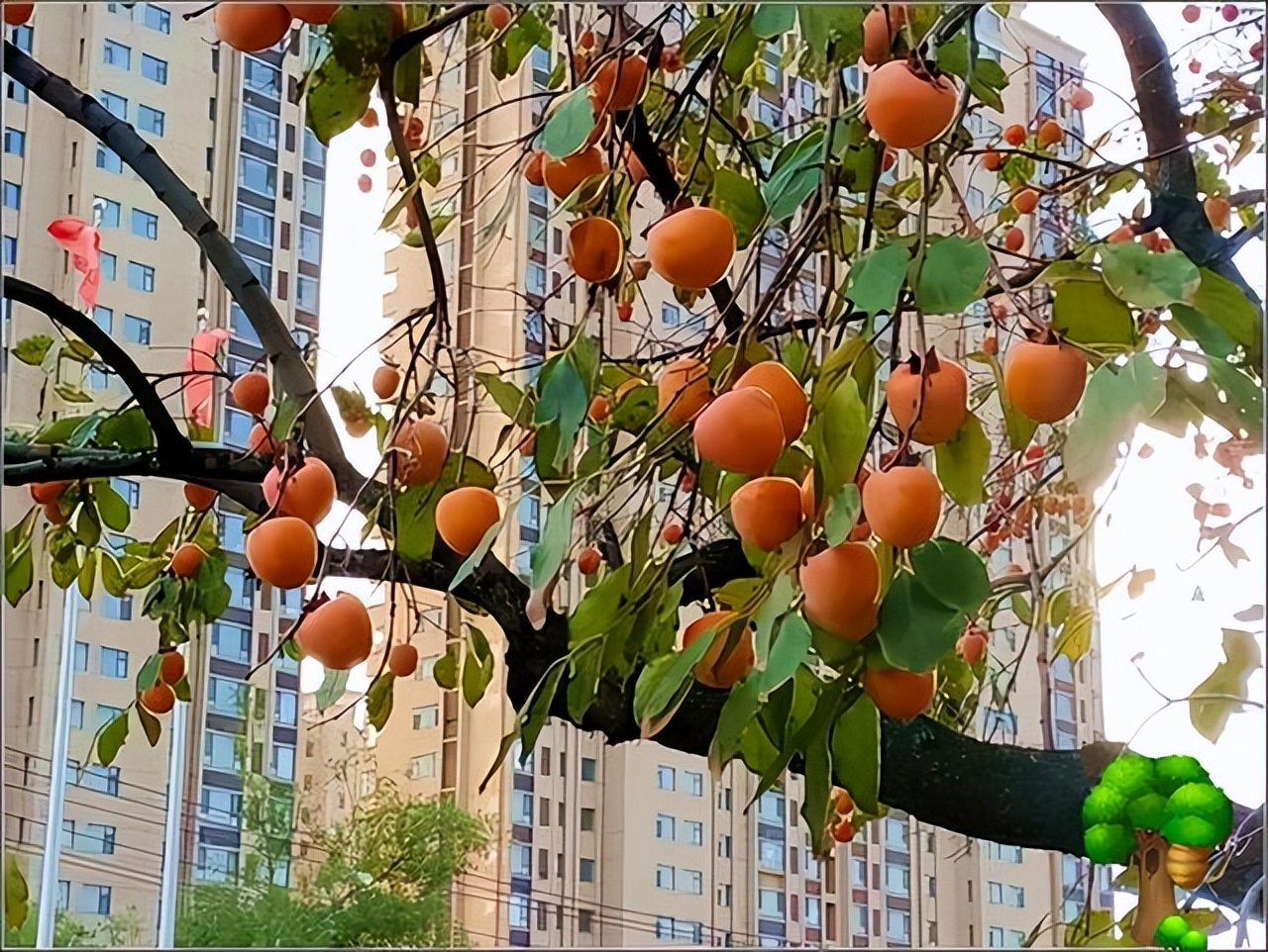 俗话说得好“穷栽草，富种树”！有院子就栽7种树，寓意好价值高