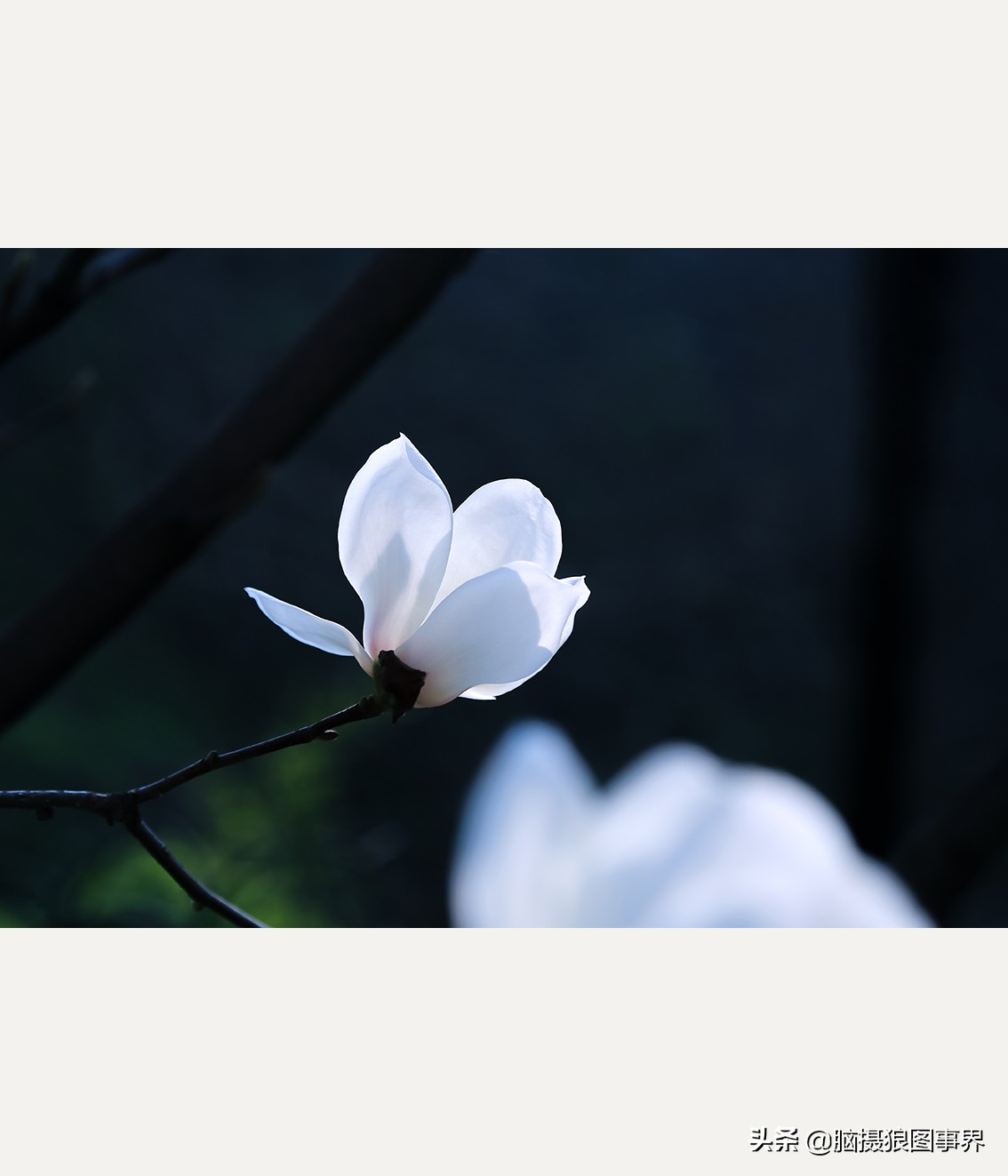 玉蘭花圖片,玉蘭花圖片大全大圖