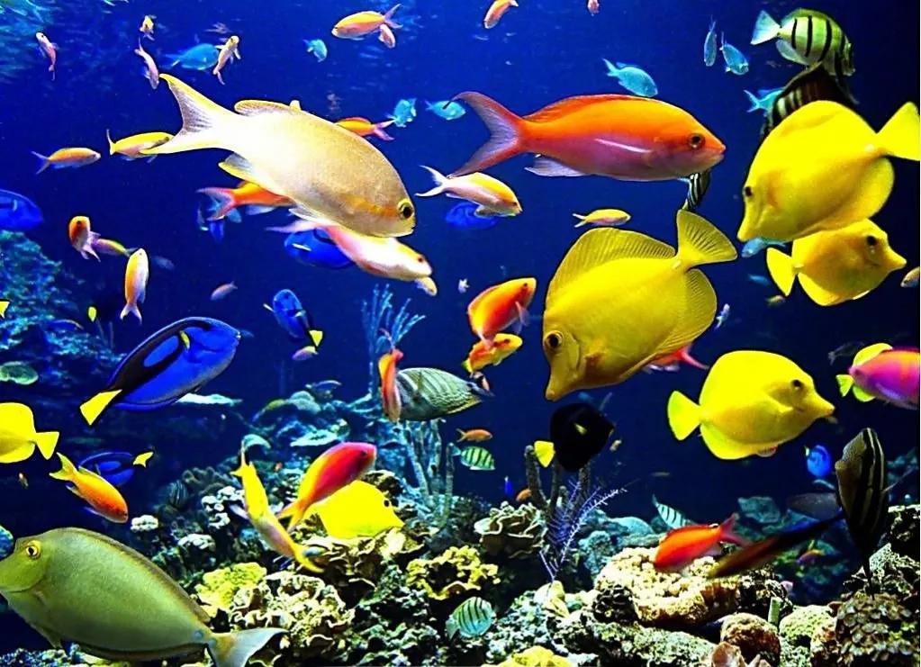 海洋中最美的精灵,各种惊爆眼球的鱼类美图欣赏