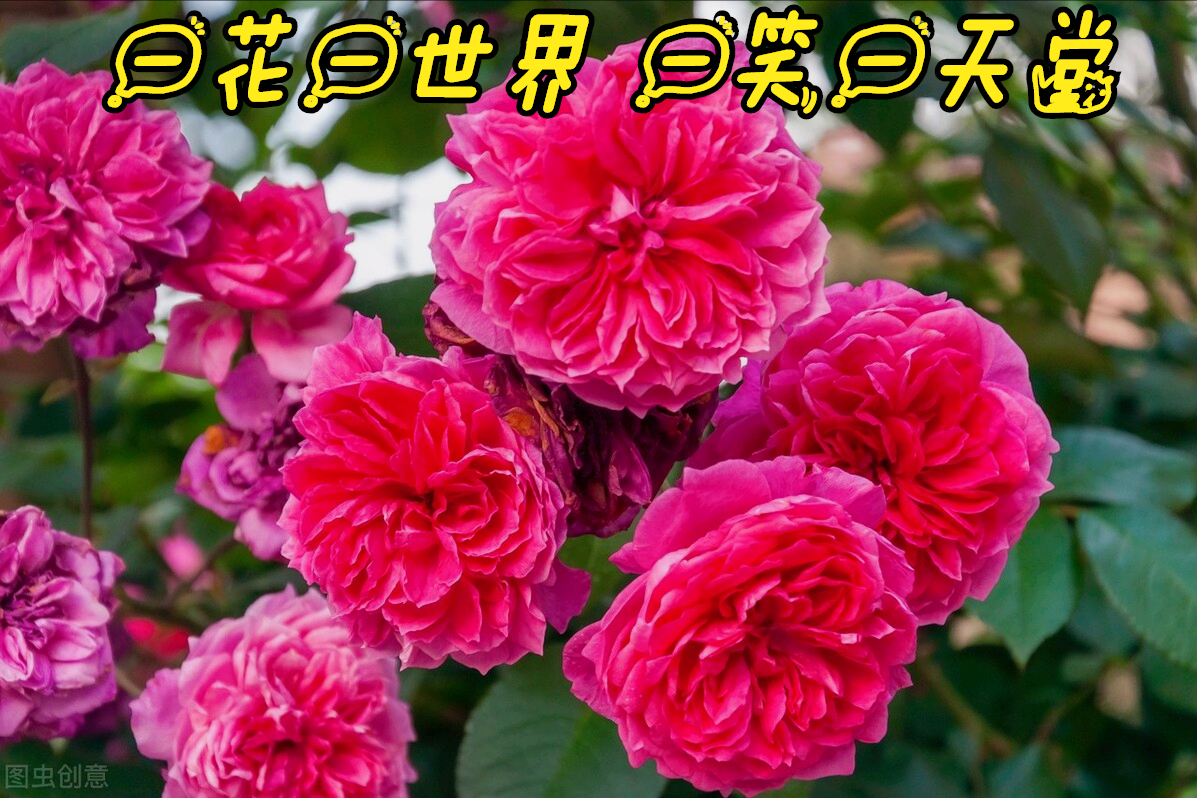 一花一深爱，十里春风花盛开，时光岁月最深情，素心从容笑如花