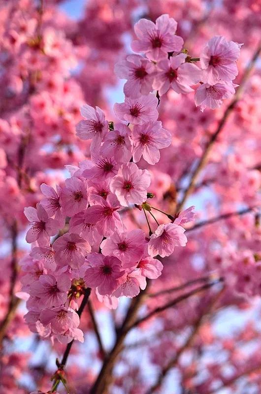 形容樱花盛开的优美句子 英语,形容樱花盛开的优美句子_爱阅读