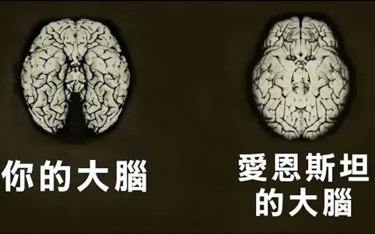 被偷走愛因斯坦的大腦，  世界奇闻