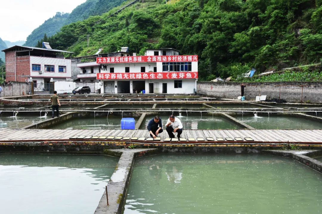 重慶巫山：口感鮮美細嫩的新魚品——麥芽魚