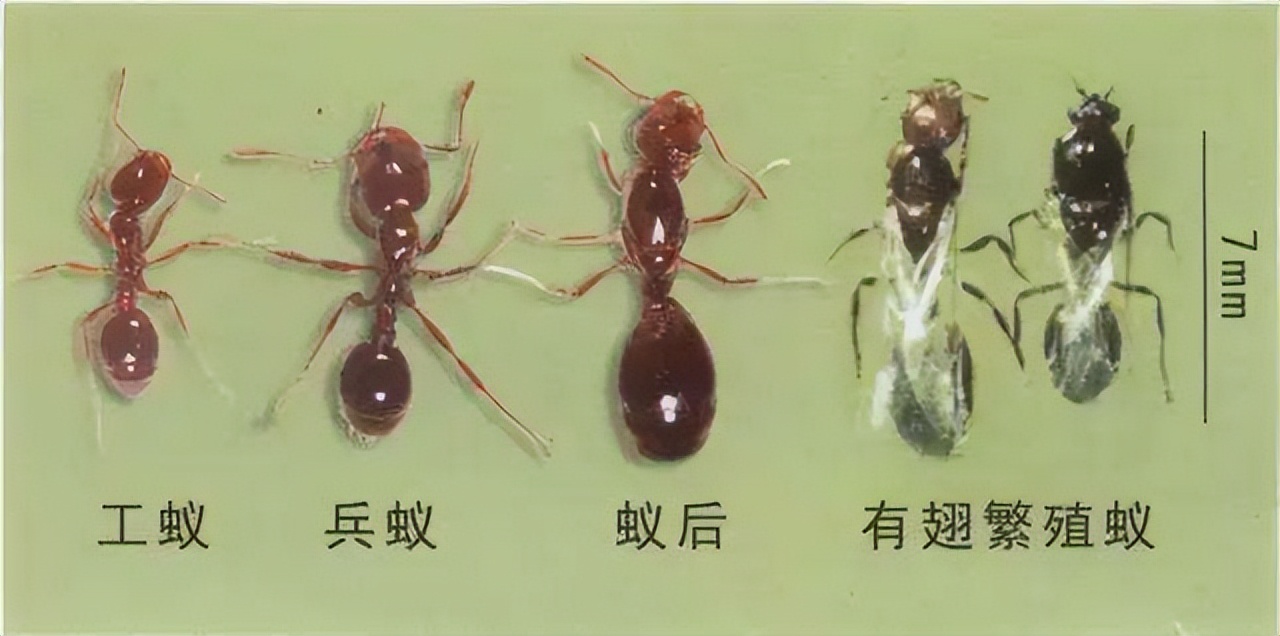 红火蚁在江西出现，看见它赶紧远离，及时报告