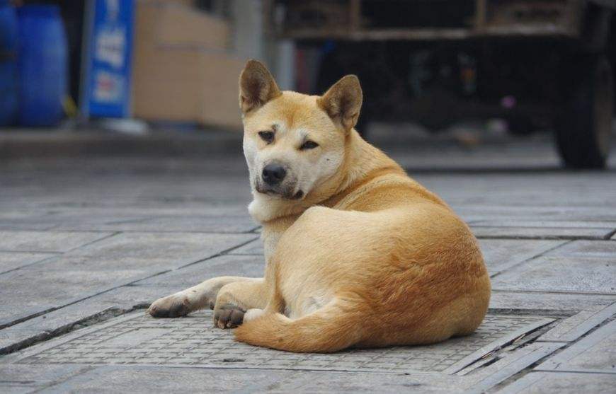 养一只“中华田园犬”，有哪些优势？