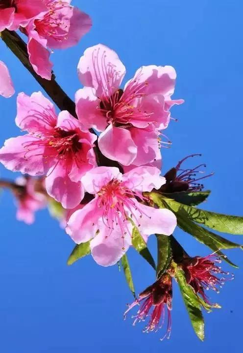 桃花先开还是梨花先开（春风绽百花各种花开放的顺序）