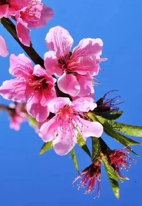 桃花杏花梨花的開花順序(盤點各種花開放的時間順序)