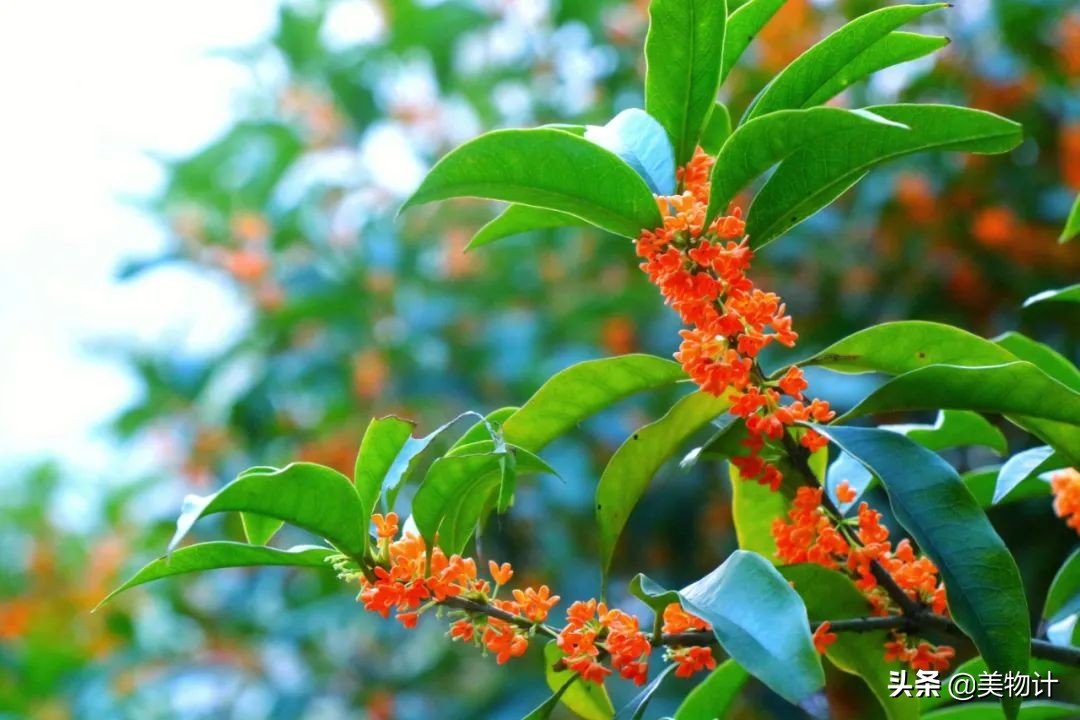 菊花的花语和寓意（一文了解菊花象征的含义）