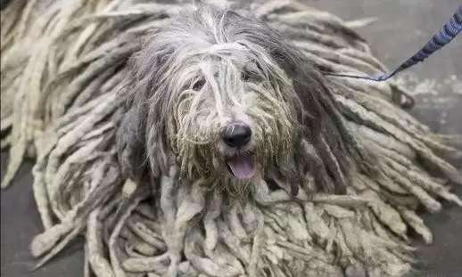 比格犬好養嗎,比格犬好養嗎?有什么優點缺點?