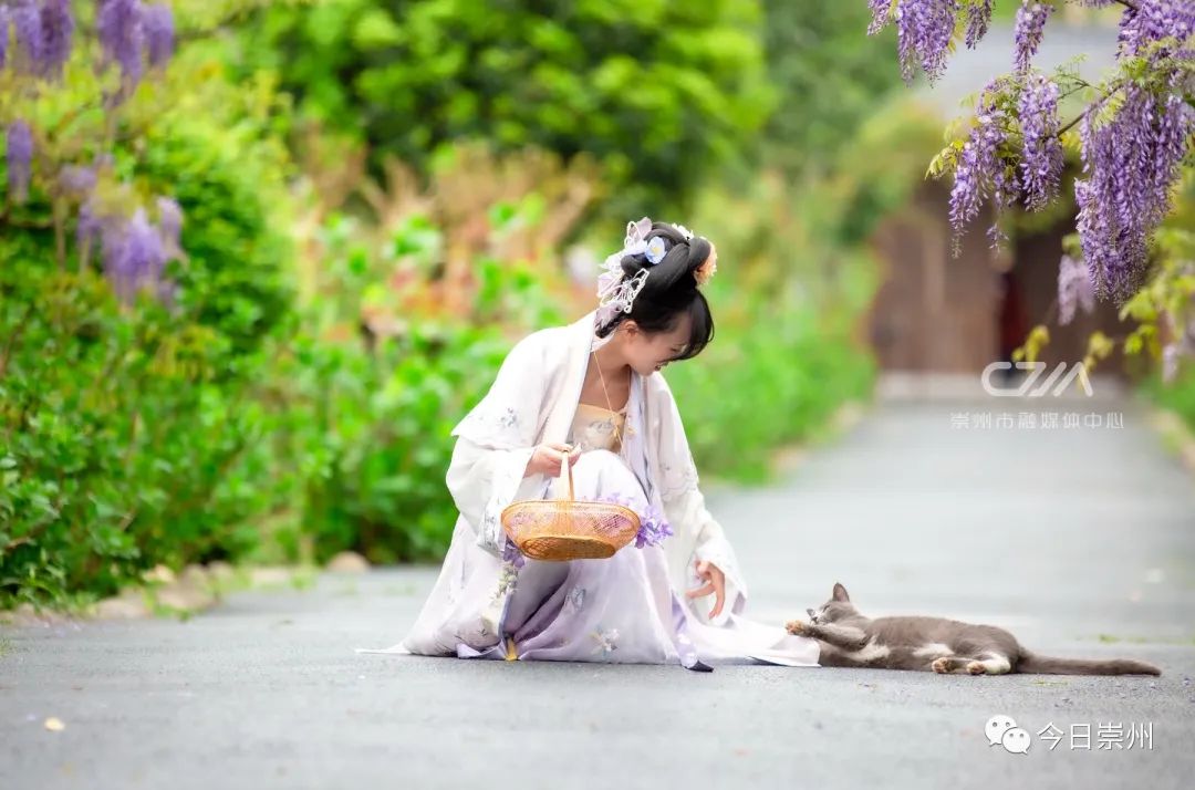 紫藤花开，许你一片梦幻！