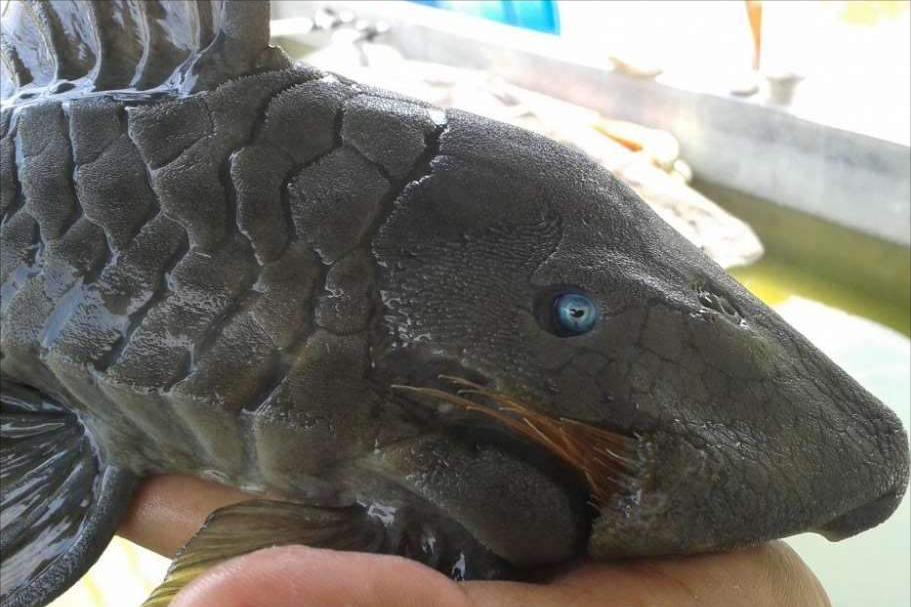 清道夫图片 清道夫图-北京百科网